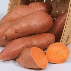 Sweet Potato Slips - Evangeline