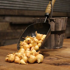 Onion Sets - Stuttgarter Yellow